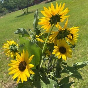 Meet your Posher, Ellie